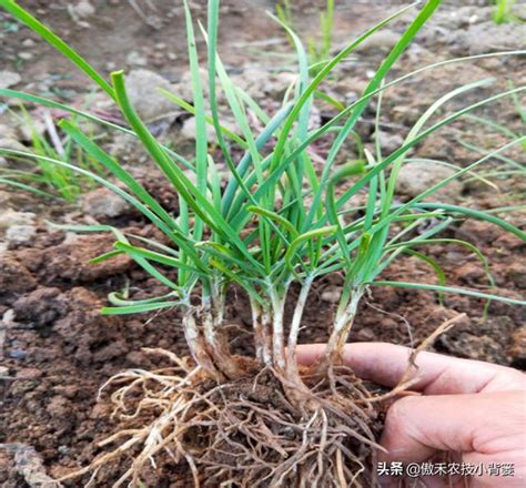 韭菜怎麼種|韭菜種子什麼時候播種好？種子用量多少？（附種植方法）